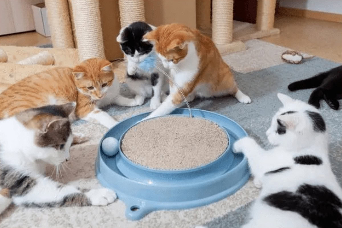 Global Cat Litter Market,Mercado Mundial De Arena Para Gatos, Кошачьих Туалето,猫砂市場,Globaler Markt für Katzenstreu,kattenbakvulling markt, Mercato Globale Delle Lettiere Per Gatti,Pasar Pasir Kucing Global