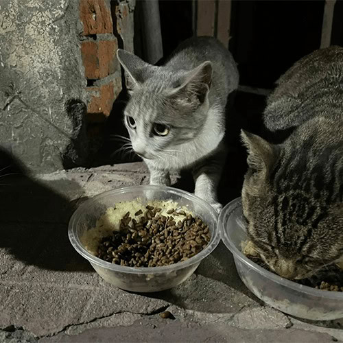 Caring for Stray Cats