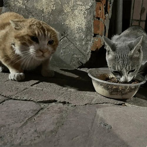 Cuidando Gatos Callejeros