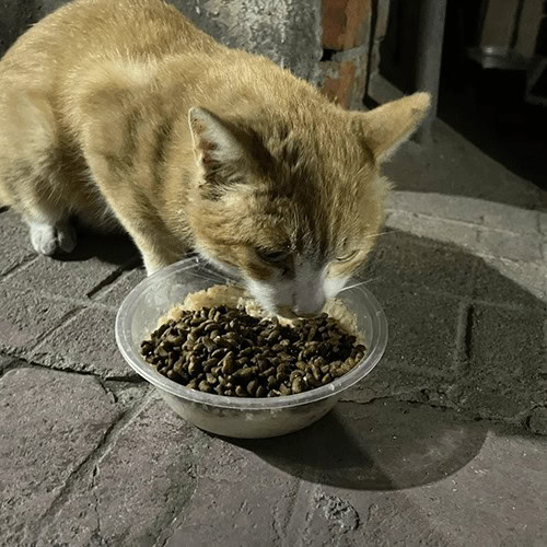 Sich um streunende Katzen kümmern